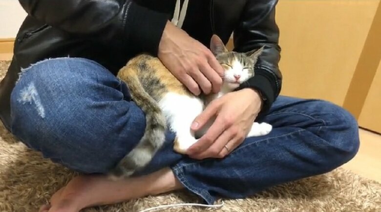 ここが落ち着くニャ