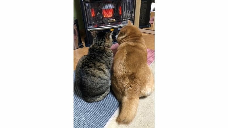 並んでぬくぬく