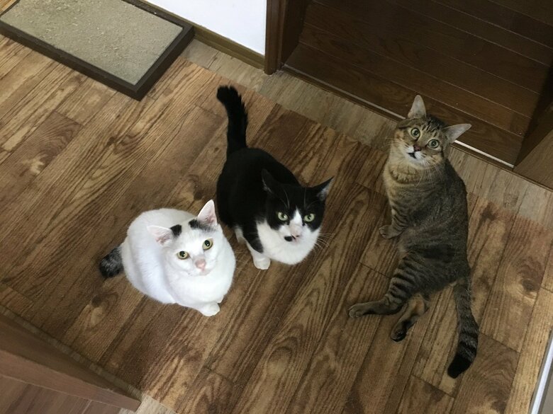 くぅ（左）、たろ（中央）の男子組と仲良くなった、らい