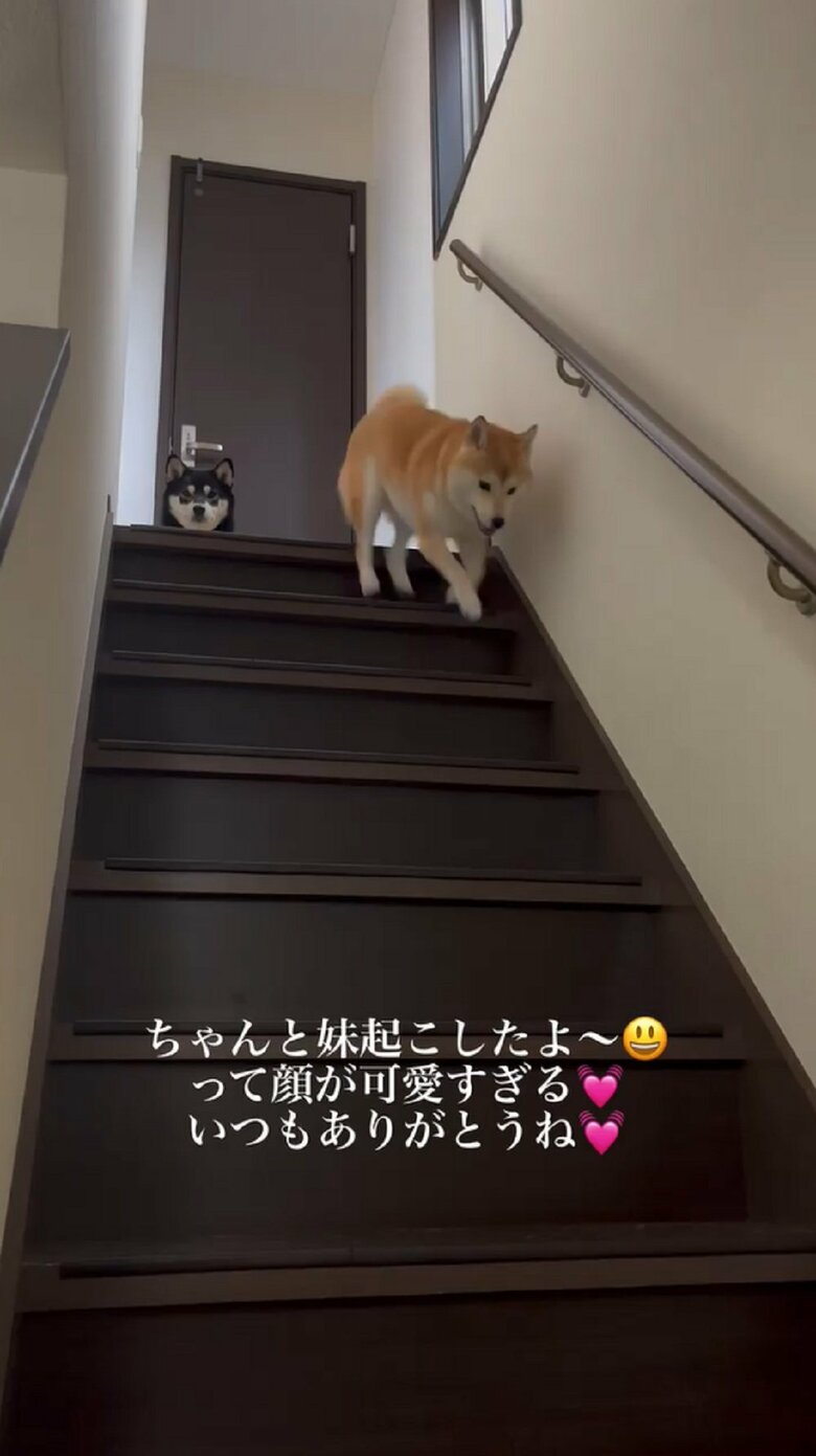 飼い主さん「おやつ食べよう」と声をかけると豆ちゃんは早速降りてくる
