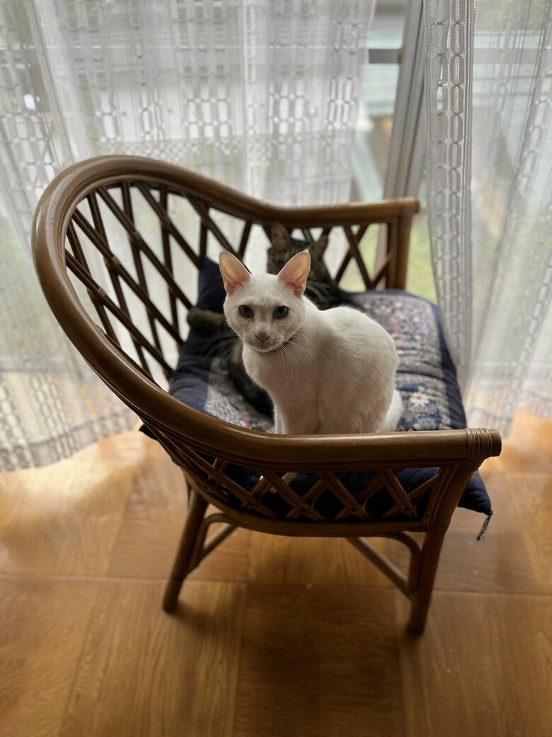 椅子の上で