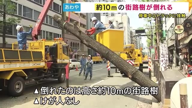 「10メートルの街路樹」倒れトラックにあたる　大阪市内の路上　根元からごっそり折れるもケガ人なし