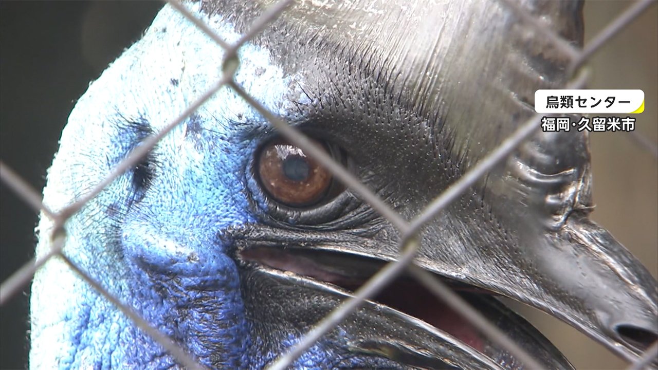 世界一危険な ヒクイドリ 不気味な鳴き声が話題 26万回再生 Fnnプライムオンライン 今 世界一危険 といわれる生き物 の鳴き ｄメニューニュース Nttドコモ