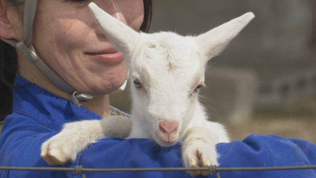 しっぽフリフリ!25頭の赤ちゃん「ヤギのベビーラッシュ」 元気いっぱい“ミルクのお時間” 70頭に増える予定