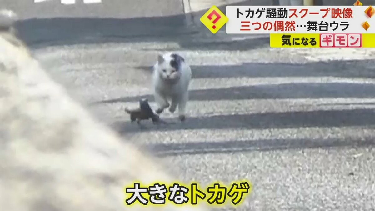 約300万回再生 ネコから必死で逃げる「トカゲ」が話題 スクープ