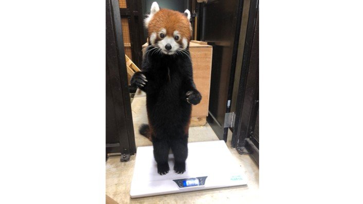 本当に着ぐるみじゃない 背筋をピーンと直立するレッサーパンダが可愛い