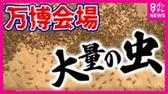 「気持ち悪い！しつこい」万博に大量発生した「ユスリカ」に逃げ回る来場者　防虫スプレーは効果期待できず　アース製薬に緊急援助要請