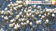 鈴なりに咲く白い大きな花「ハクモクレン」見ごろ迎える（島根・浜田市）