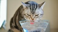約6割の飼い主が愛猫の飲水量を把握していない。水分不足が招く猫の病気と1日に必要な水分量の計算方法