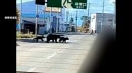 【クマ被害】幼稚園バス目の前に親子3頭…ゴミ出し中に高齢夫婦が遭遇しけが 清掃作業中に襲われ死亡の男性は「家族大事に」 死者数最多9人に…政府が警戒呼びかけ
