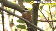「幸せを運んでくれる」ヤマガラ　小さな神社で参拝客を“おもてなし”【鹿児島発】