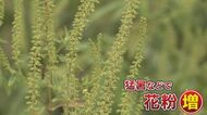 風邪によく似た症状 猛暑で深刻化か ‟秋の花粉症”に要注意 子…