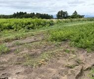 【ヒグマ速報】収穫直前のニンジン約500本が食い荒らされる_付近には幅約13センチの足跡とフンも_約1キロ先の畑では8月6日にトウモロコシ約100本が被害〈北海道函館市〉