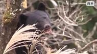 クマがイノシシ用のわなに…錯誤捕獲が増加　福井県内の捕獲数のうち8割超　違法かつ逃げる可能性高く対策が急務