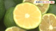 爽やかな風味楽しんで　本部町でカーブチー祭り