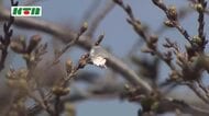 長崎の桜の開花はいつ…？気象台が標本木を調査も発表はお預け 「2～3日ぐらい経って咲く状況」