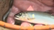 県内トップでアユの友釣り解禁　水量少なく例年よりやや小ぶりサイズも数に期待　広島・三次市