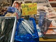 【速報】生サンマ1匹21万6000円で販売！サンマ札幌初競りは1キロ111万2000円の過去最高値―流し網漁で釧路漁港で初水揚げ…北海道札幌市中央卸売市場