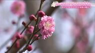 花の名所「花見山」にも春の気配　ウメが満開　サンシュユも咲き始める　3月20日からは花案内も　福島市