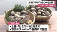 完全養殖アサリ「さりひめ」水揚げピーク　通常の1.5倍サイズでうまみ濃厚　生育良好で「過去最高の出来」　5月中旬まで販売へ　兵庫・姫路市