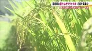 厳しい暑さにも耐えられる「福島59号」　福島県オリジナル米の試験栽培　2年後デビュー目指す