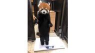 本当に着ぐるみじゃない? 背筋をピーンと直立するレッサーパンダが可愛い