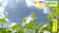 山間に秋告げるそばの花 秋空に映えるように咲きそろう(島根県・邑南町)