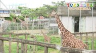 TVどうぶつえん #5 キリンの親子