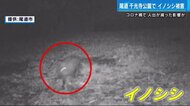 尾道・千光寺公園でイノシシ被害が拡大 赤外線カメラが捉える