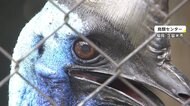 「世界一危険な」ヒクイドリ…不気味な鳴き声が話題 26万回再生