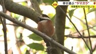 「幸せを運んでくれる」ヤマガラ　小さな神社で参拝客を“おもてなし”【鹿児島発】