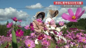 よーく見ると・・・奈半利町でコスモス見頃 青空の下、花を見守る”意外な人”とは【高知】