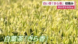 幻のお茶「きら香」初摘み 年わずか60キログラム 静岡・袋井市