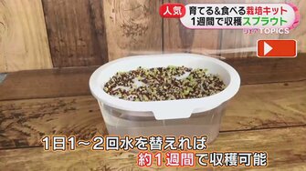 ホワイトアスパラにサトウキビも おうちで育てて収穫 栽培キット が人気