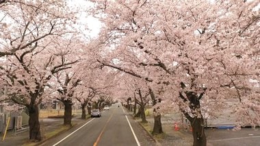 人々の思い出が詰まった「桜のトンネル」 帰還困難区域の一部解除で散策範囲広がる【福島発】