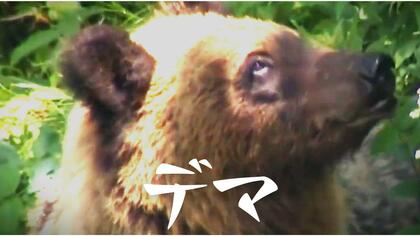 【ヒグマ駆除巡りSNSでデマ】『知床のクマはみな耳にタグがあるから、どのクマが駆除されたかわかるよな』北海道羅臼岳の親子グマ駆除後に“インチキ投稿”拡散―知床財団が否定「物理的に不可能でデマ」