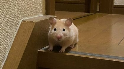 「たくましいな」ハムスターがプラスチックケースに穴を開けて大脱走！どうやって開けたのか飼い主に聞いた
