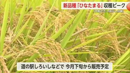 県が開発・新品種のコメ「ひなたまる」収穫最盛期 10月下旬から販売【佐賀県】