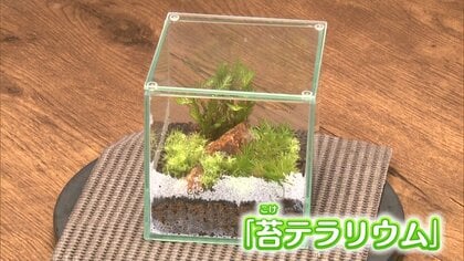 日曜はカレー・平日はコケ作業　ユニークな“二刀流”ショップが「コケテラリウム」でふるさとの魅力を発信【島根発】