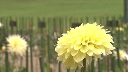 「花が咲かない」「舟くだりが出来ない」…猛暑と雨不足で観光地苦悩…秋の行楽シーズンに復活なるか【山形発】