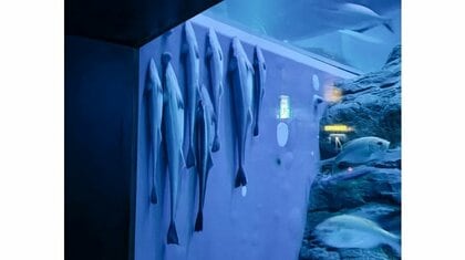 閉館間際に壁に集合して“寝る”コバンザメが話題…なぜ?不思議な生態を海遊館に聞いた