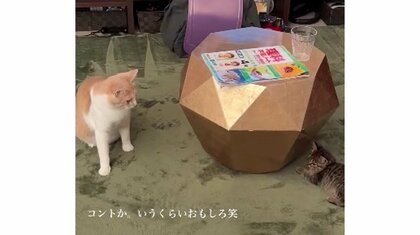 「コントか」子猫との初対面で先輩猫のビビりっぷりがすごい！後ろにいるのに…その後の関係を聞いた