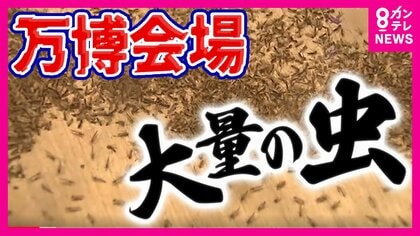 「気持ち悪い！しつこい」万博に大量発生した「ユスリカ」に逃げ回る来場者　防虫スプレーは効果期待できず　アース製薬に緊急援助要請