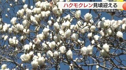 鈴なりに咲く白い大きな花「ハクモクレン」見ごろ迎える（島根・浜田市）