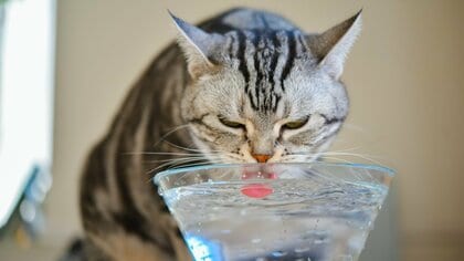 約6割の飼い主が愛猫の飲水量を把握していない。水分不足が招く猫の病気と1日に必要な水分量の計算方法