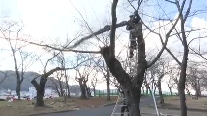 春には約１０００本のサクラ咲き誇る…津山市の鶴山公園（津山城）でサクラのせん定始まる【岡山】