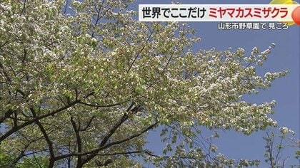 世界に一つだけのミヤマカスミザクラが満開　カスミザクラとミヤマザクラの自然交配　連休中に春爛漫を【山形発】