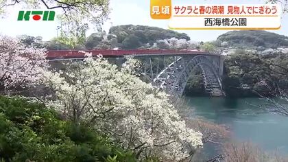 サクラと渦潮の共演！ほぼ満開のソメイヨシノを愛でようと大勢の見物人 長崎県のサクラの名所「西海橋公園」にぎわう