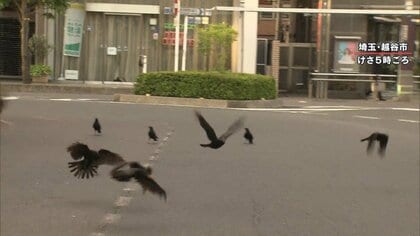 越谷でカラスが“縦横無尽”　自動ドアから駅ビルに進入も　「頭蹴られた」繁殖期で凶暴化　東京は激減で移動か