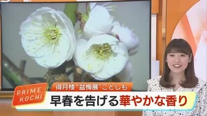 「樹齢150年」の古木も…高知の老舗料亭・得月楼で「盆梅展」 龍のような名木が彩る